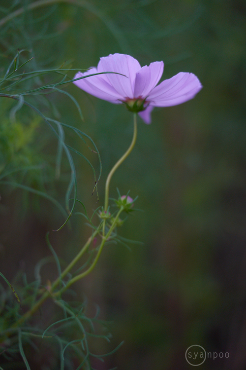 7II08875,134 mm,F2.8,iso640(cRAW).jpg