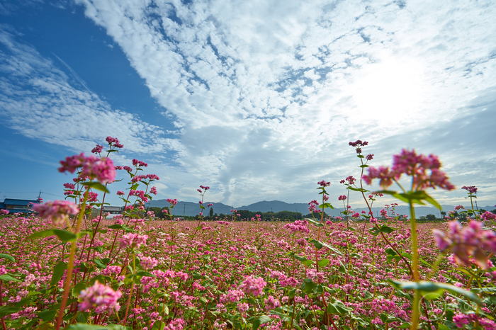 7II08894,17 mm,F14,iso100(cRAW).jpg