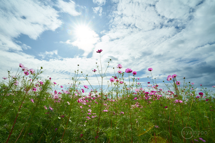 7II09035,17 mm,F20,iso200(cRAW).jpg