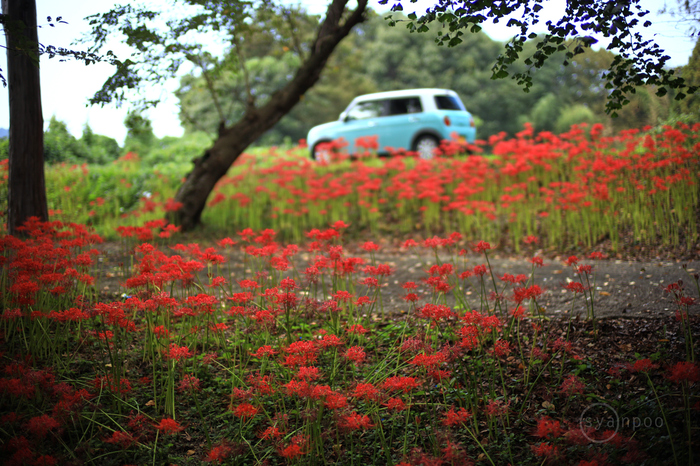 IB5A2005,50 mm,F1,iso100(JPEG).jpg