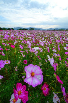 SDIM0232,10 mm,F13,iso160(JPEG).jpg