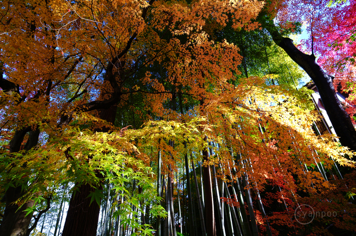 SDIM8986,14 mm,F5,iso100(JPEG).jpg