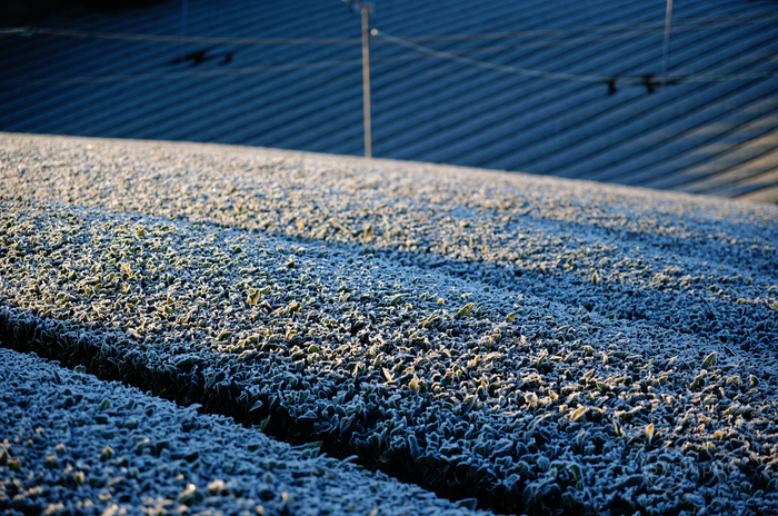 SDIM1714,50 mm,F2.8,iso100(JPEG).jpg