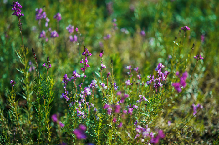 SDIM1838,50 mm,F1.4,iso100(JPEG).jpg