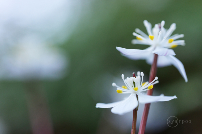 PS525257,100 mm,F3.5,iso5000(JPEG).jpg