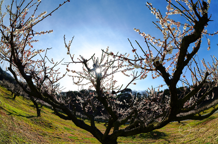 SDIM5460,15 mm,F11,iso100(JPEG).jpg