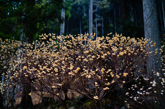 SDIM6008,50 mm,F1.8,iso100(JPEG).jpg