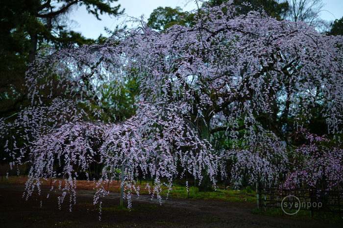 SDIM6465,50 mm,F1.2,iso160(JPEG).jpg