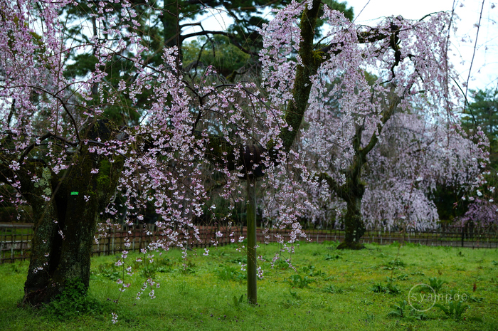 SDIM6500,50 mm,F2.8,iso1000(JPEG).jpg