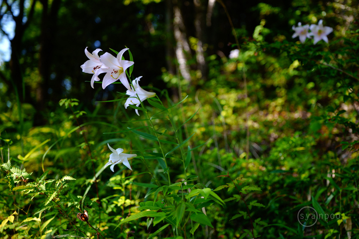 SDIM1910,35 mm,F1.8,iso100(JPEG).jpg