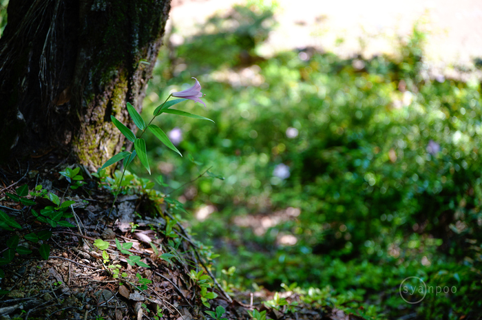 SDIM1967,45 mm,F1.8,iso100(JPEG).jpg
