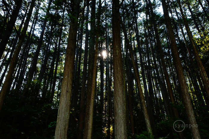 SDIM1990,28 mm,F16,iso800(JPEG).jpg
