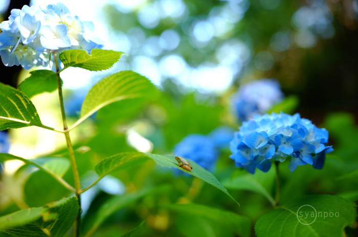 SDIM2005,28 mm,F1.8,iso100(JPEG).jpg