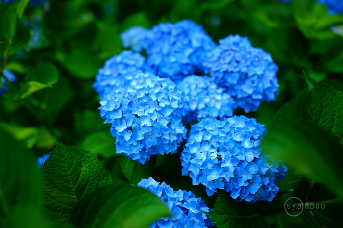 SDIM2066,28 mm,F1.8,iso400(JPEG).jpg