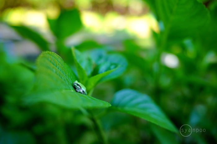 SDIM2101,28 mm,F1.8,iso400(JPEG).jpg