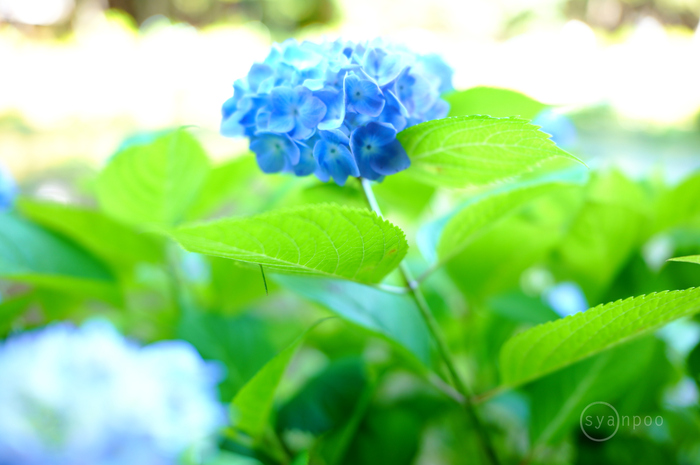 SDIM2104,28 mm,F1.8,iso400(JPEG).jpg