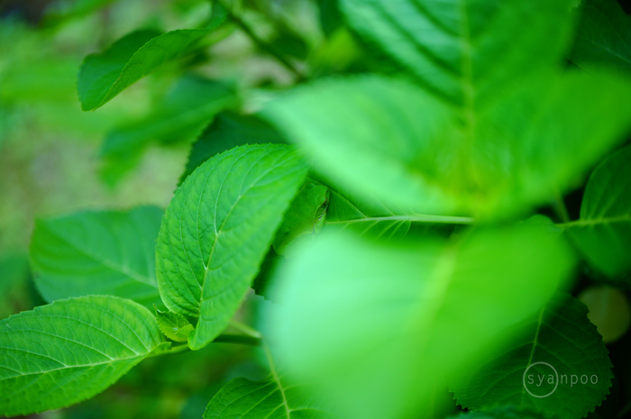 SDIM2125,45 mm,F1.8,iso400(JPEG).jpg
