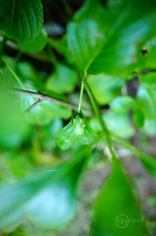 SDIM2128,33 mm,F1.8,iso400(JPEG).jpg