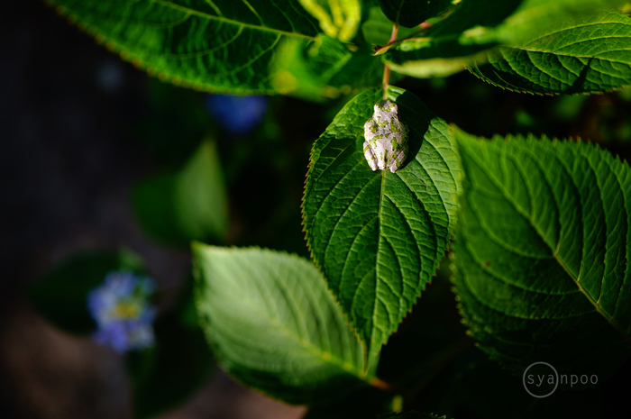 SDIM2158,33 mm,F1.8,iso100(JPEG).jpg