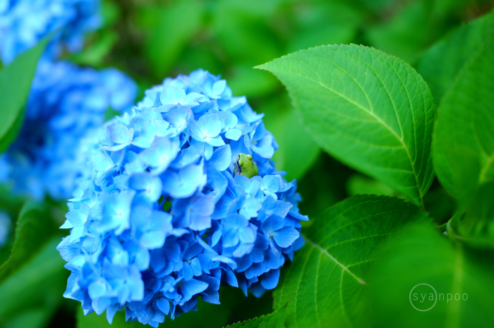 SDIM2165,28 mm,F1.8,iso100(JPEG).jpg