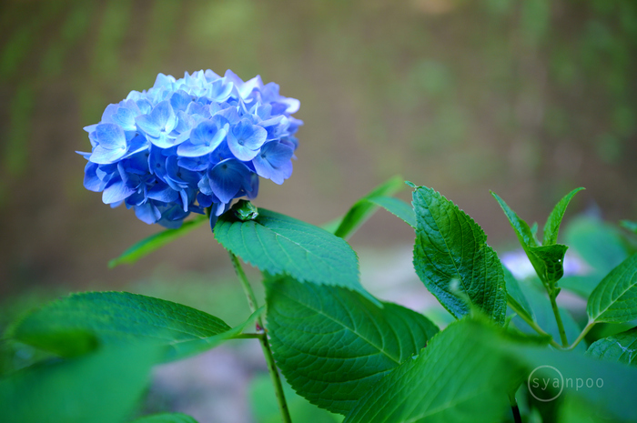 SDIM2225,39 mm,F1.8,iso400(JPEG).jpg