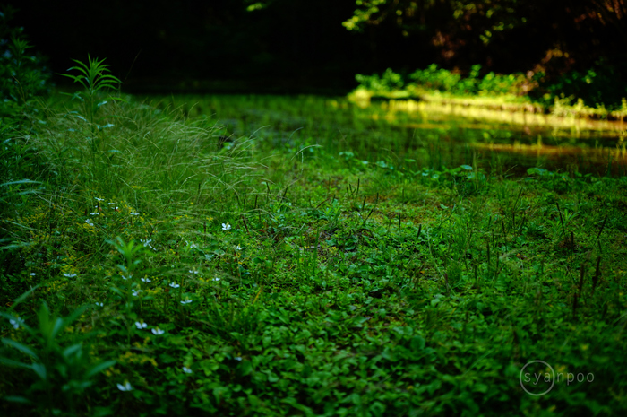 SDIM2236,39 mm,F1.8,iso400(JPEG).jpg