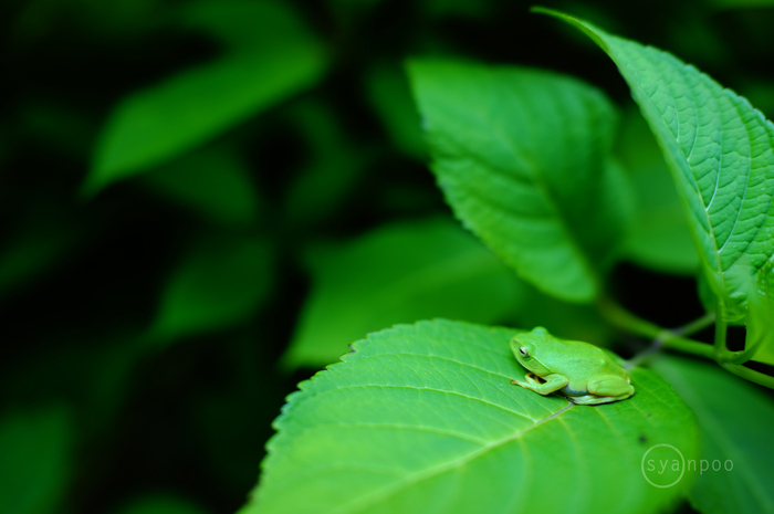 SDIM2273,28 mm,F1.8,iso100(JPEG).jpg