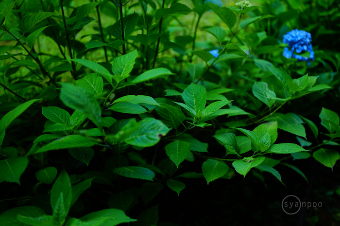 SDIM2277,38 mm,F1.8,iso100(JPEG).jpg