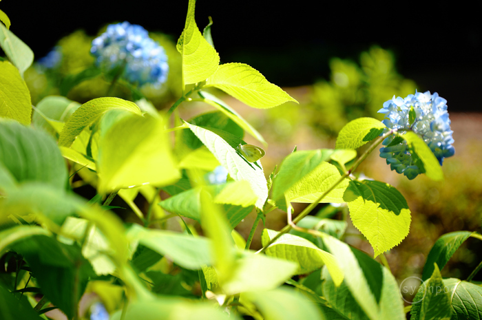 SDIM2323,45 mm,F1.8,iso100(JPEG).jpg