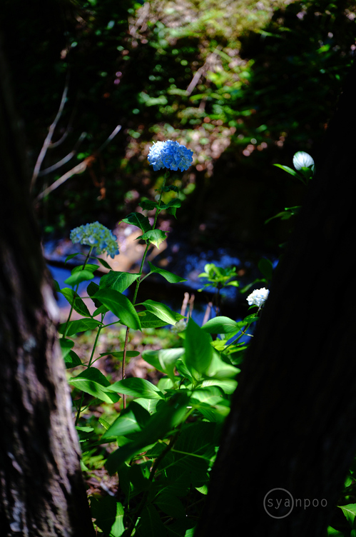 SDIM2332,45 mm,F1.8,iso100(JPEG).jpg
