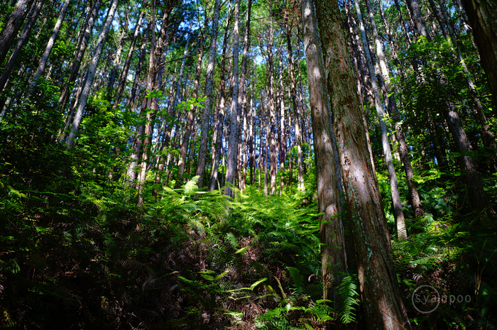 SDIM2338,28 mm,F1.8,iso100(JPEG).jpg