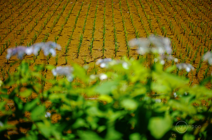 SDIM2365,42 mm,F1.8,iso100(JPEG).jpg