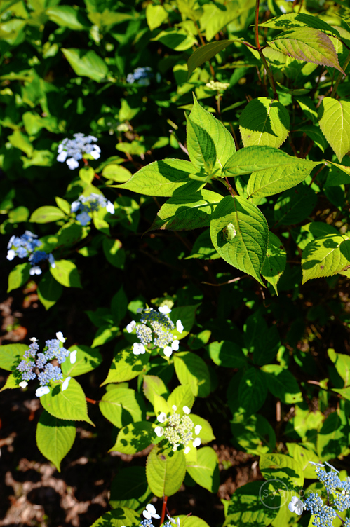 SDIM2386,28 mm,F4,iso100(JPEG).jpg