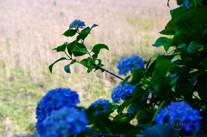 SDIM2424,45 mm,F3.2,iso100(JPEG).jpg