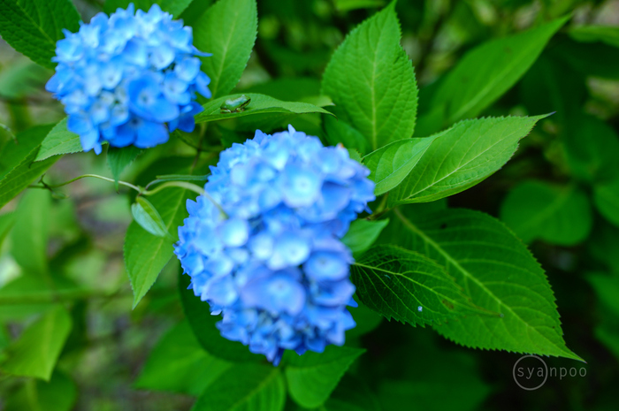 SDIM2471,28 mm,F1.8,iso100(JPEG).jpg