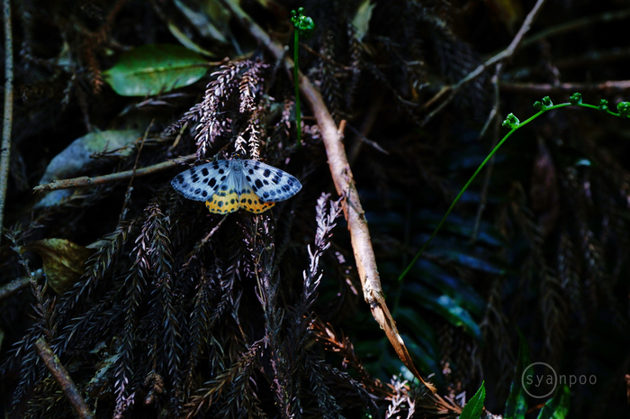 SDIM2523,45 mm,F3.5,iso500(JPEG).jpg