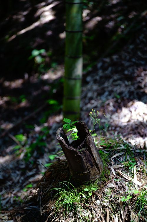 SDIM2557,45 mm,F1.8,iso125(JPEG).jpg