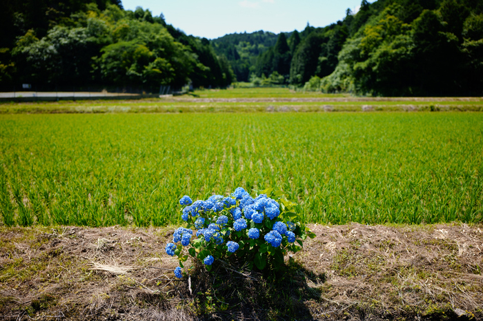 SDIM2566,28 mm,F1.8,iso100(JPEG).jpg