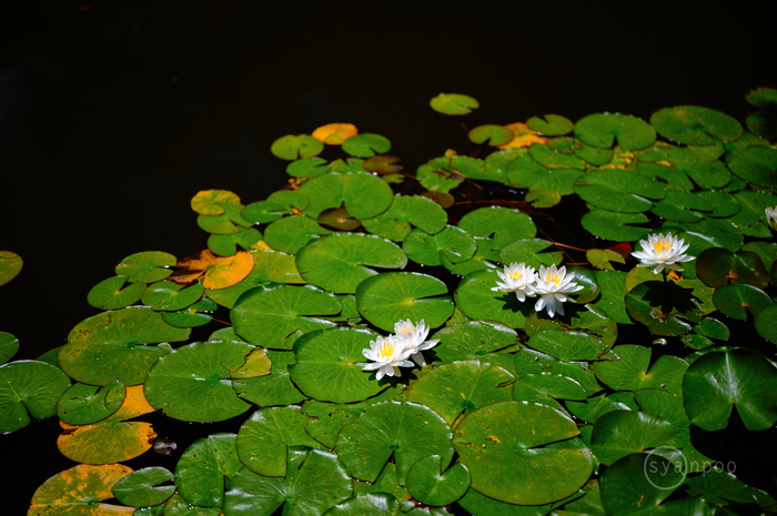 SDIM2582,45 mm,F1.8,iso100(JPEG).jpg