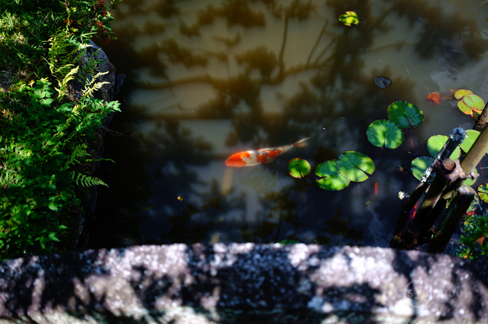 SDIM2594,34 mm,F1.8,iso100(JPEG).jpg