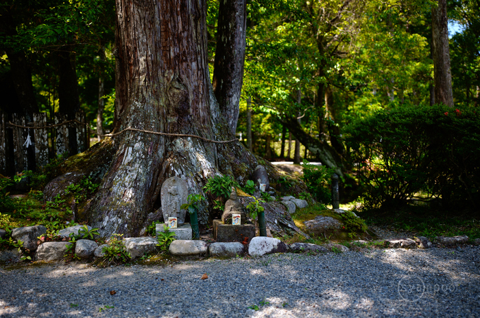 SDIM2620,28 mm,F1.8,iso100(JPEG).jpg