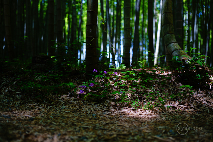SDIM2700,28 mm,F1.8,iso100(JPEG).jpg