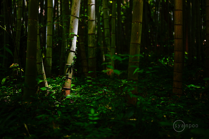 SDIM2708,45 mm,F1.8,iso125(JPEG).jpg
