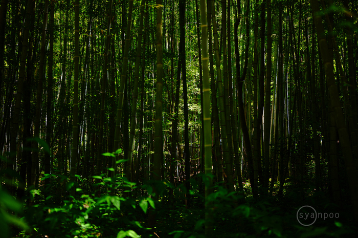 SDIM2711,45 mm,F1.8,iso100(JPEG).jpg