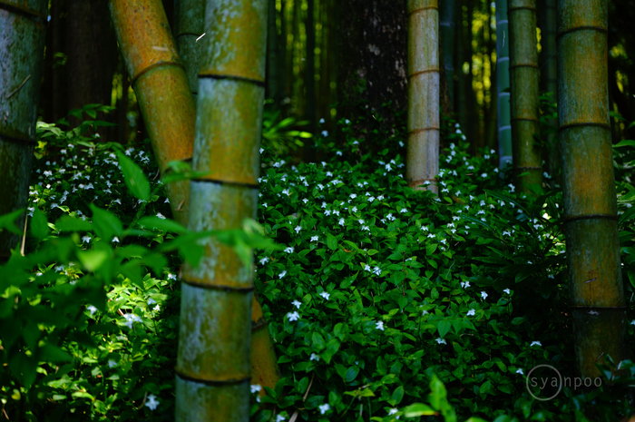 SDIM2725,45 mm,F2,iso100(JPEG).jpg