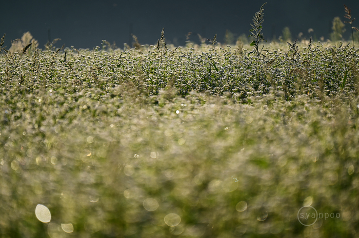 DSC_1971,400 mm,F6.3,1-500 秒,iso100(JPEG).jpg
