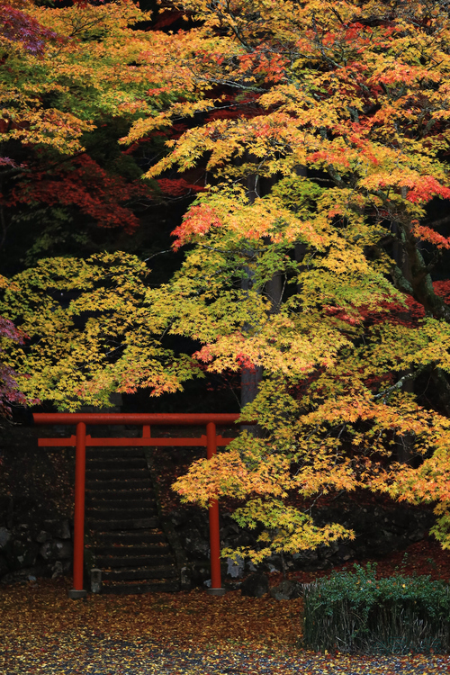 IMG_0093,56 mm,F1.6,1-100 秒,iso640(JPEG).jpg