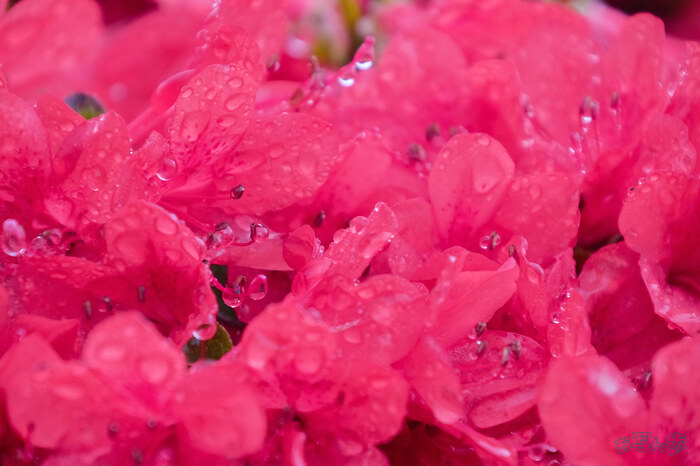 BF_03394,300 mm,F8,1-400 秒,iso1600(JPEG).jpg