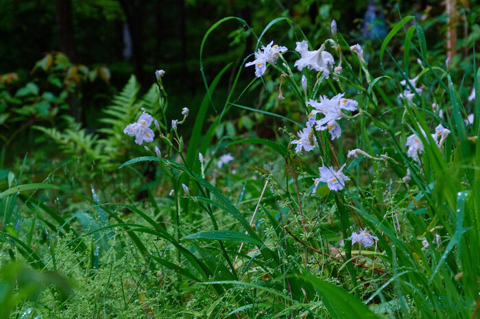 BF_03491,76 mm,F8,1-125 秒,iso1250(JPEG).jpg