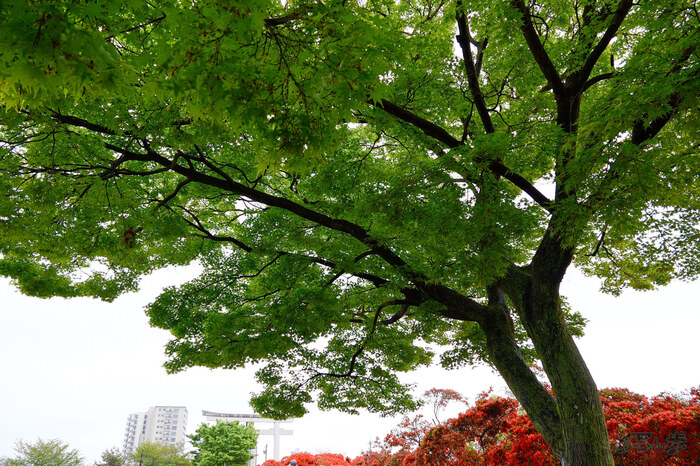 BF_03697,16 mm,F5.5,1-80 秒,iso400(JPEG).jpg